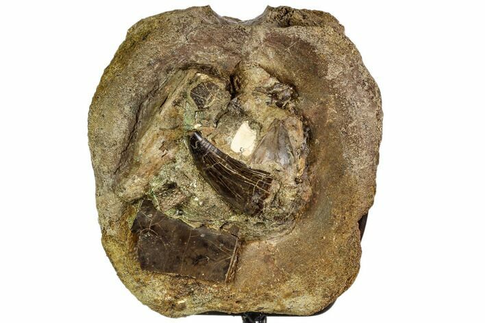 Brachylophosaur Vertebra With Associated Tyrannosaur Tooth! #112052